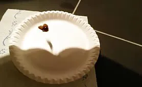 She wants to eat poop